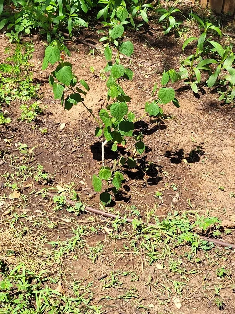 Custom outdoor landscaping experts serving Brownfield, TX - G&P Landscaping