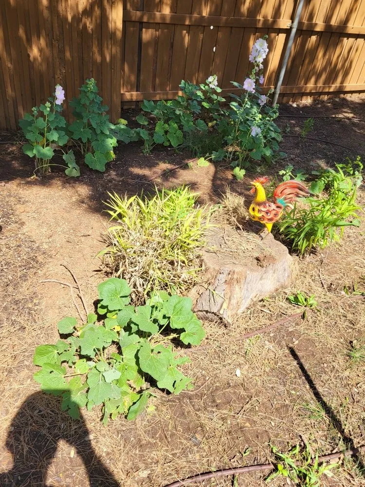 Trusted lawn mowing service in Brownfield, TX by G&P Landscaping