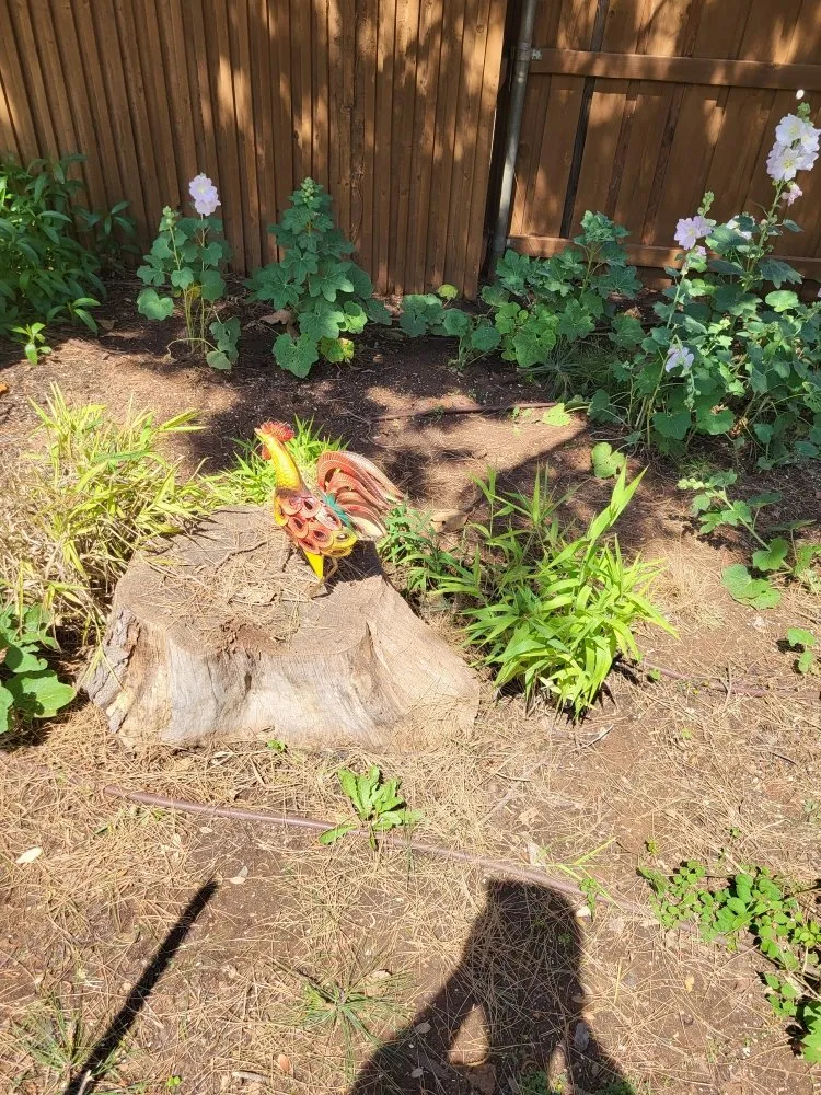 Affordable yard maintenance for residential properties across Brownfield, TX - G&P Landscaping