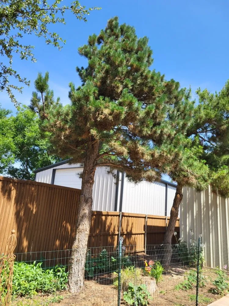 Local landscaping services experts serving Brownfield, TX - G&P Landscaping