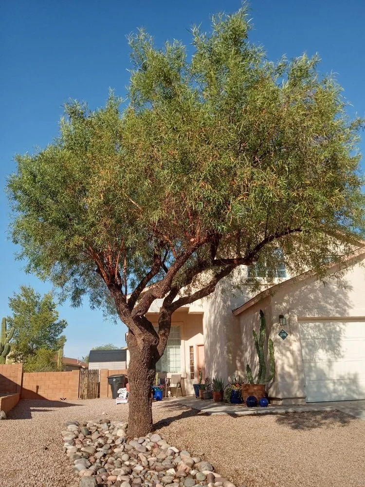 Custom landscape design for beautiful yards across Tucson, AZ - GP Landscaping
