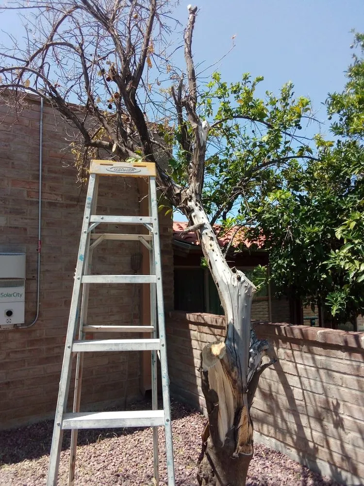 Reliable yard maintenance experts serving Tucson, AZ - GP Landscaping