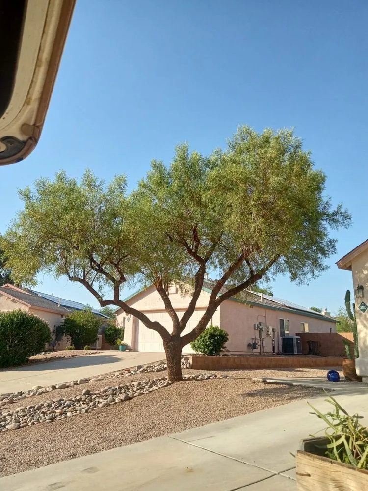 Affordable landscaping services in Tucson, AZ by GP Landscaping