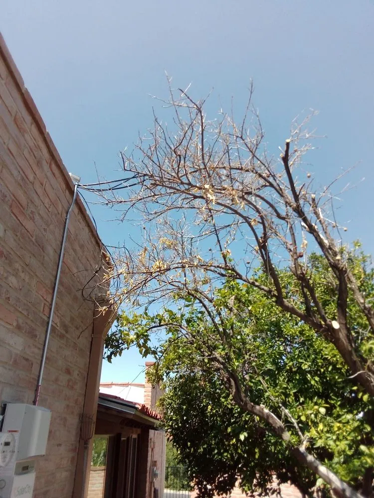 Local lawn care service with custom design in Tucson, AZ by GP Landscaping