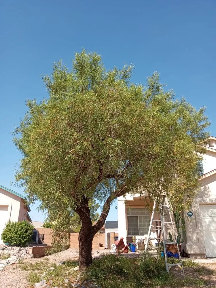 Expert lawn mowing service experts serving Tucson, AZ - GP Landscaping