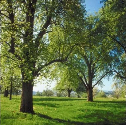 Affordable residential landscaping in Carpentersville, IL by GP Tree Service and Landscaping