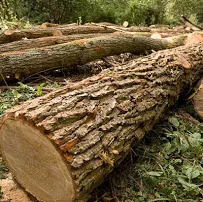 Affordable lawn mowing service in Carpentersville, IL - GP Tree Service and Landscaping