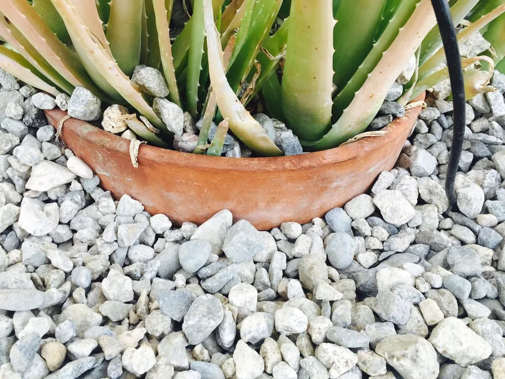 Affordable landscaping services for beautiful yards in Los Angeles, CA by GPD