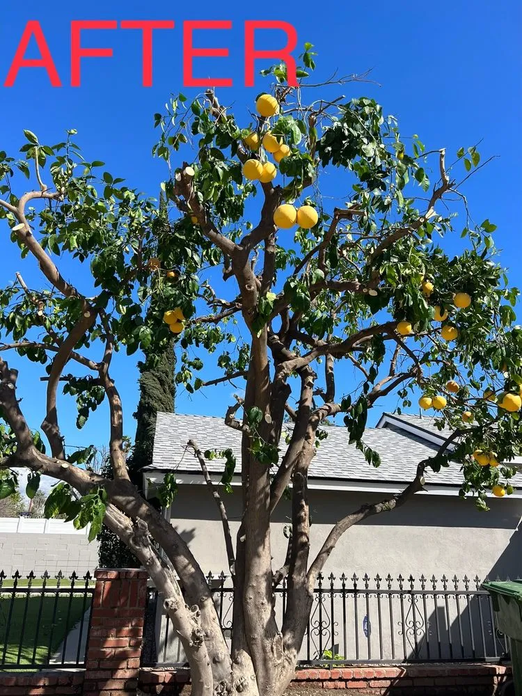 Local residential landscaping in Alhambra, CA - GPL Horticulture