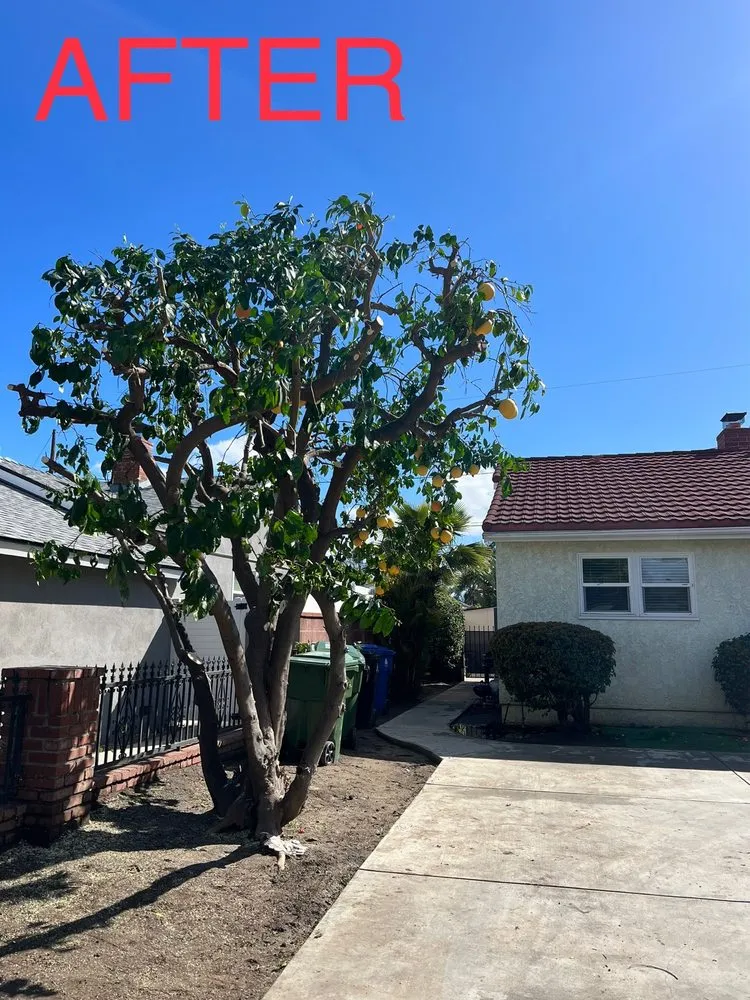 Professional lawn care service experts serving Alhambra, CA - GPL Horticulture