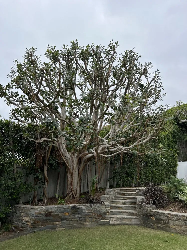 Professional residential landscaping in Alhambra, CA by GPL Horticulture