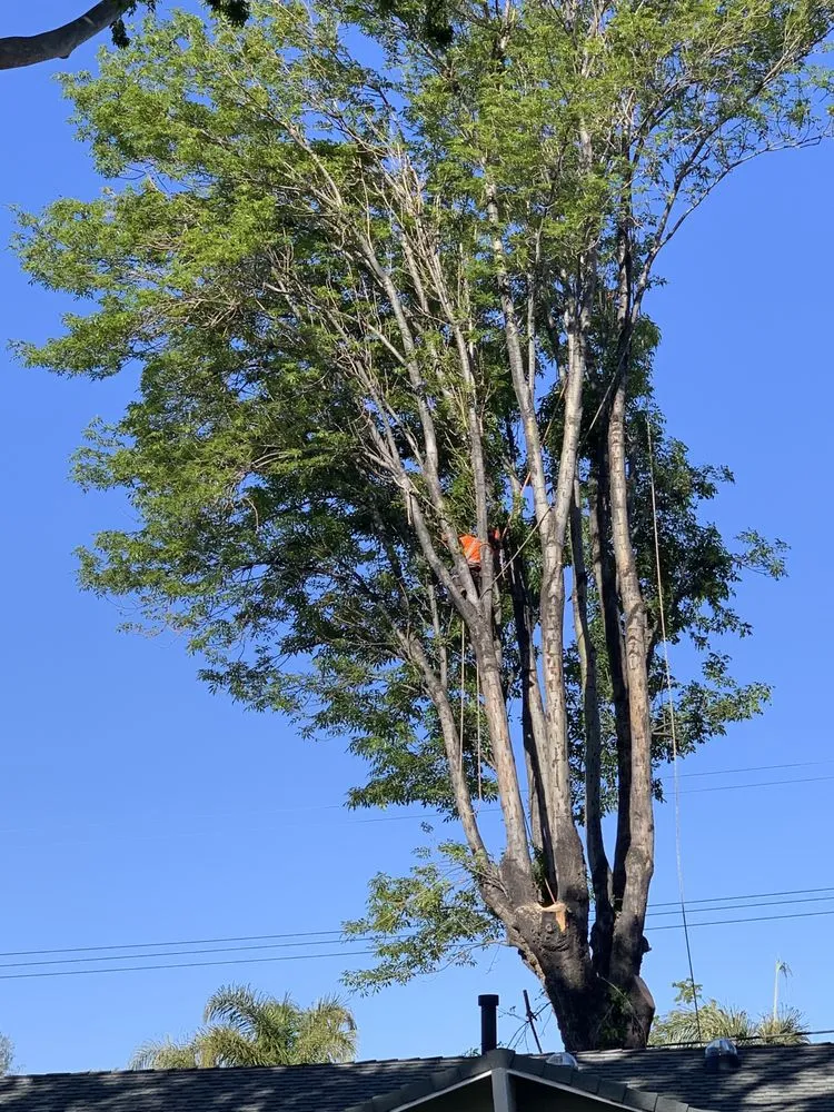 Custom lawn care service in Alhambra, CA - GPL Horticulture