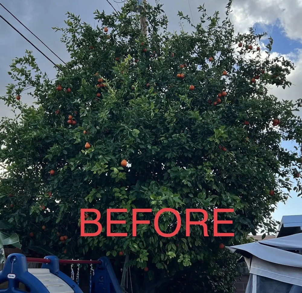 Affordable yard cleanup service for residential properties in Alhambra, CA by GPL Horticulture