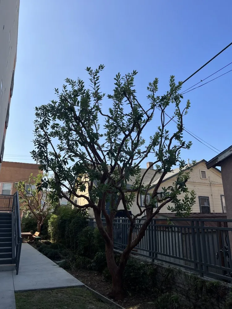 Top-rated yard maintenance for beautiful yards in Alhambra, CA by GPL Horticulture