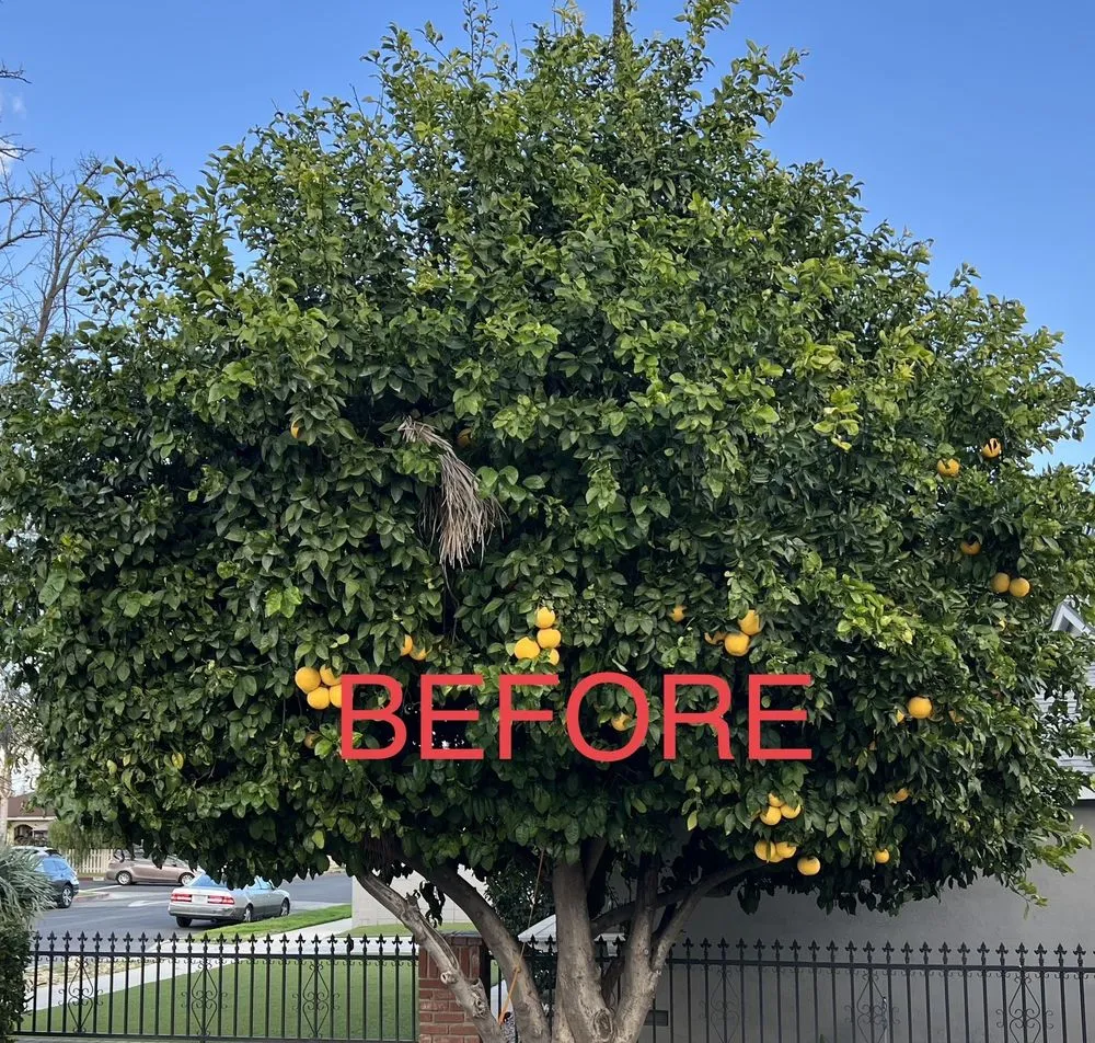 Custom landscape design experts serving Alhambra, CA - GPL Horticulture