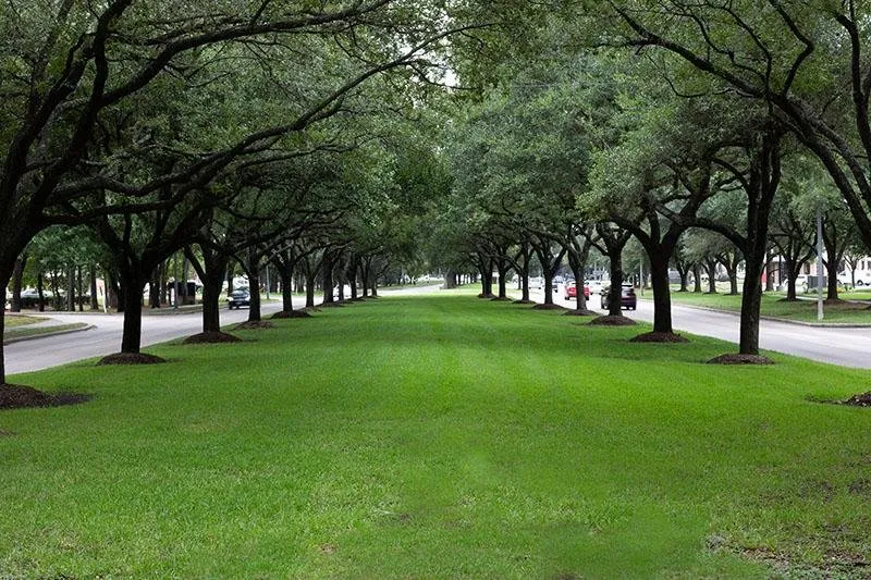 Affordable yard cleanup service in Splendora, TX - GQ Landscaping & Lawn Care Services