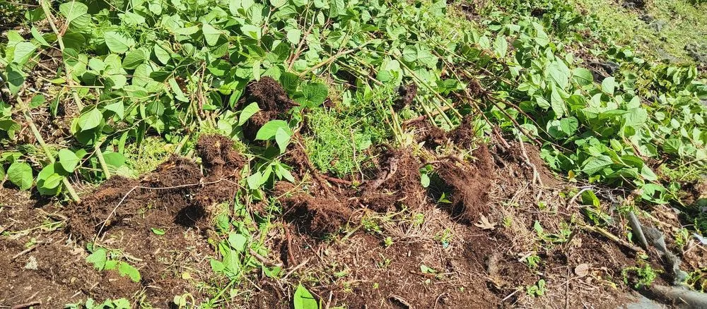 Trusted lawn mowing service in New Haven, CT by G&R Handyman Services