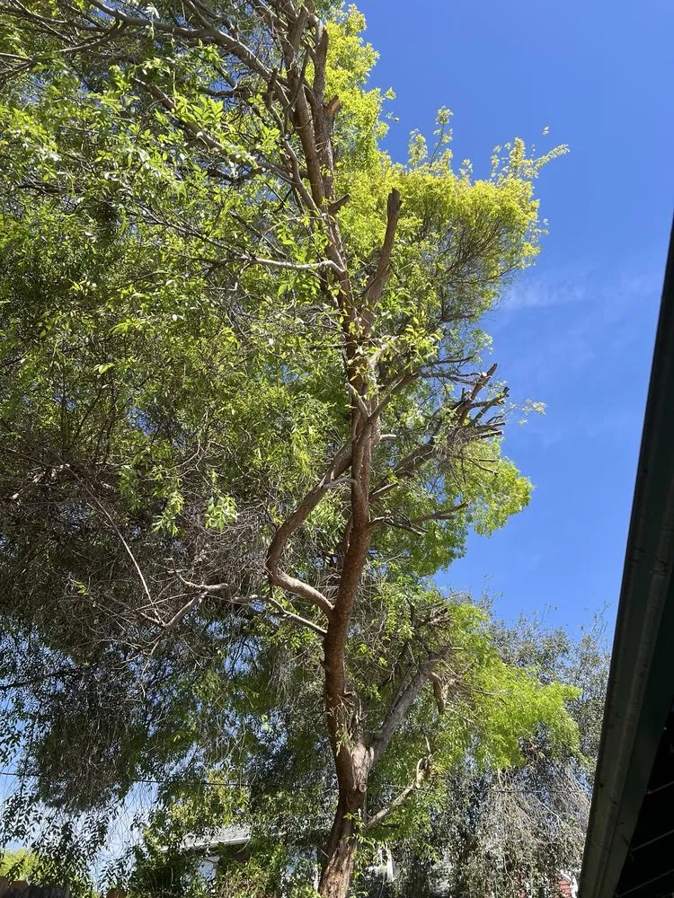 Custom yard maintenance experts serving San Fernando Valley, CA - GR Landscaping