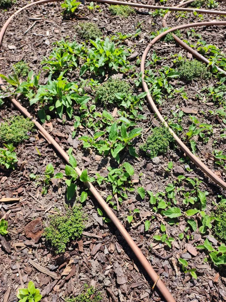 Custom yard maintenance in San Fernando Valley, CA by GR Landscaping