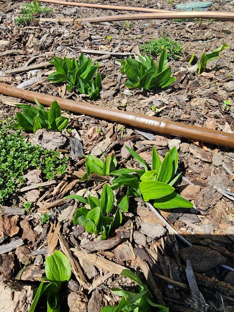 Affordable garden landscaping for beautiful yards in San Fernando Valley, CA by GR Landscaping