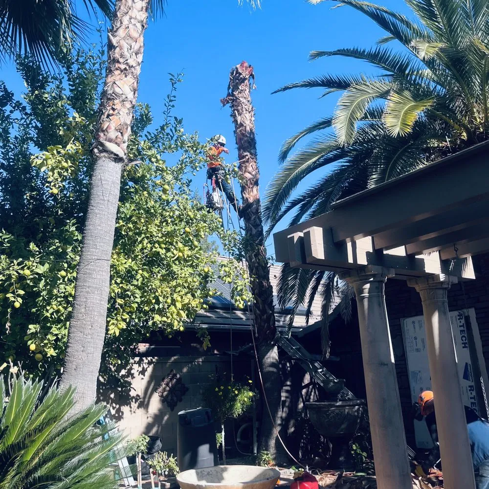 Affordable landscaping services experts serving Fresno, CA - Gr8t Tree Service