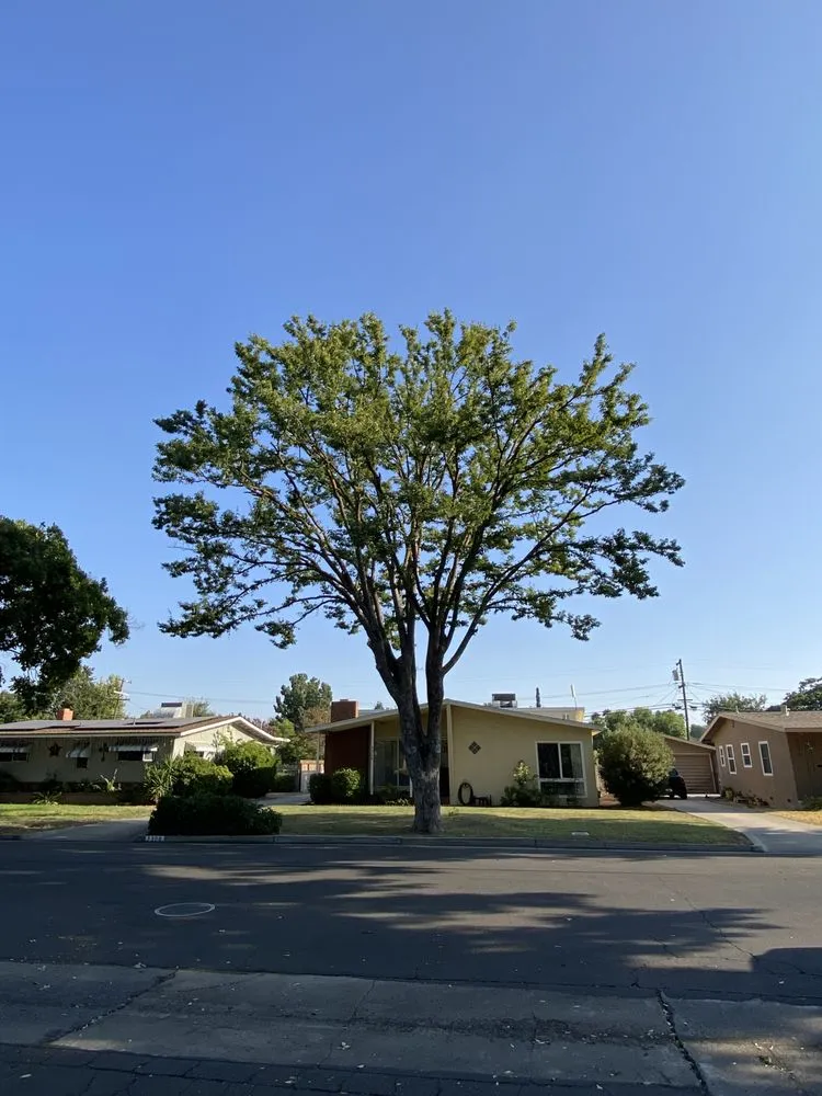 Reliable landscape installation experts serving Fresno, CA - Gr8t Tree Service