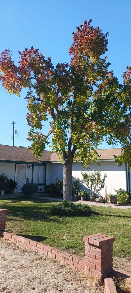 Professional landscape design experts serving Fresno, CA - Gr8t Tree Service