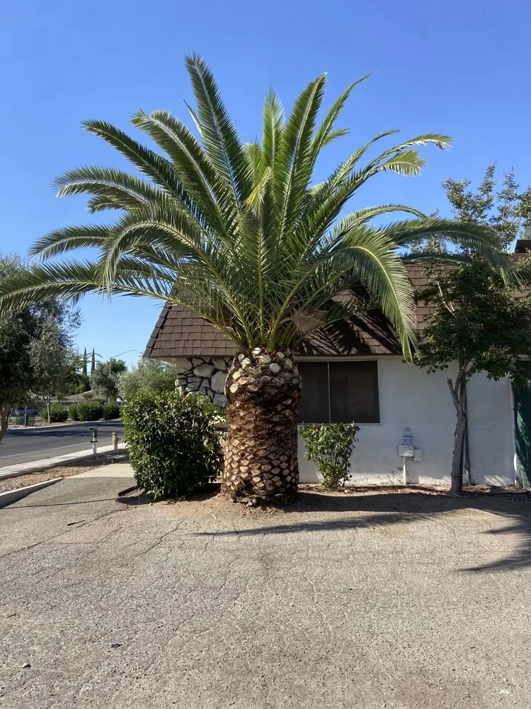 Expert landscape installation in Fresno, CA - Gr8t Tree Service
