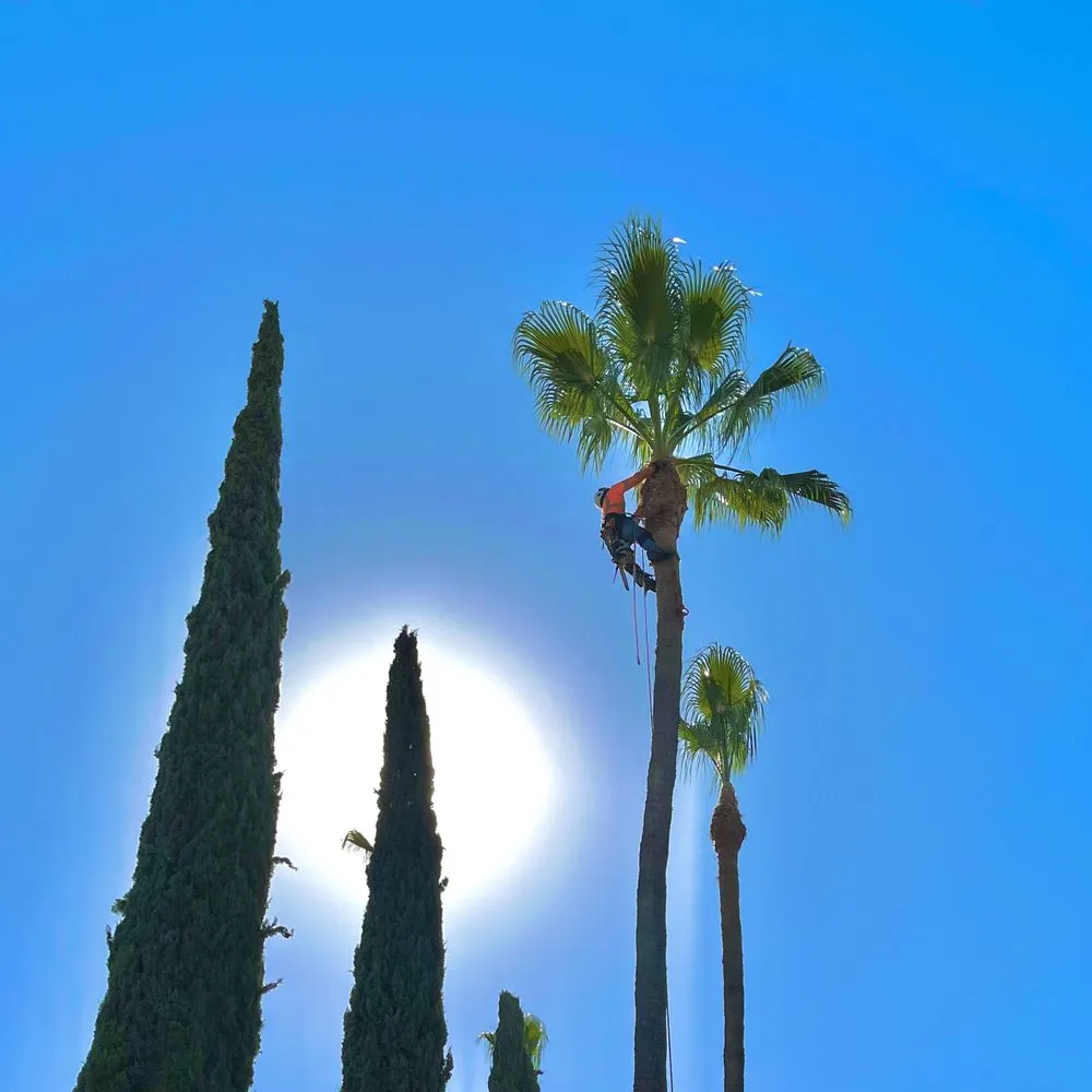 Top-rated landscaping services in Fresno, CA - Gr8t Tree Service