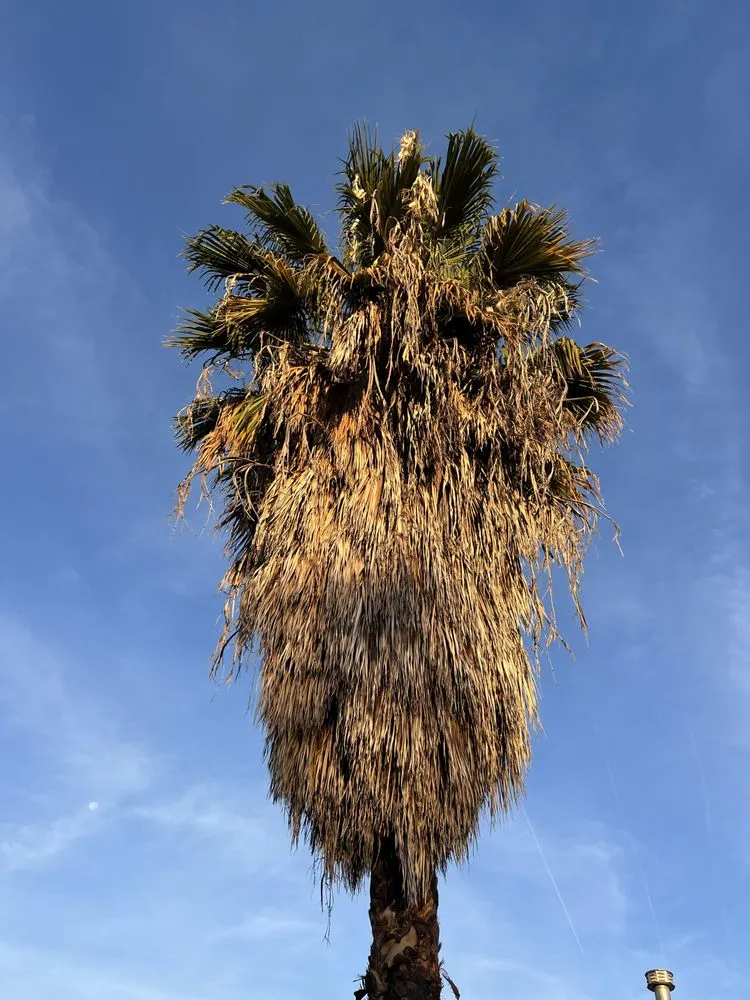 Expert garden landscaping with custom design across Fresno, CA - Gr8t Tree Service