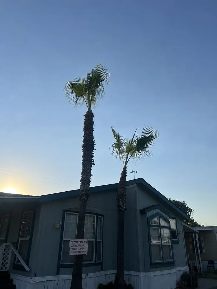 Affordable yard maintenance for beautiful yards in Fresno, CA by Gr8t Tree Service