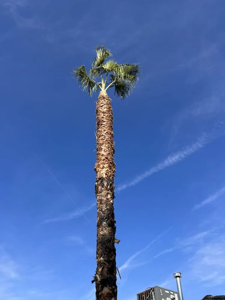 Professional landscape installation in Fresno, CA by Gr8t Tree Service