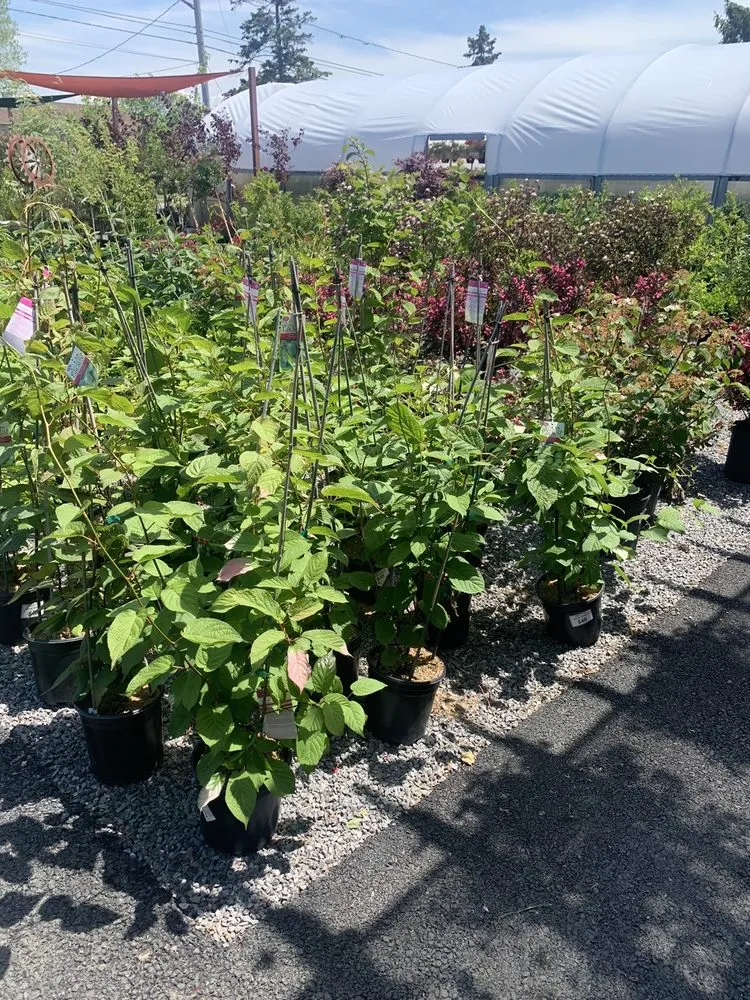 Trusted landscape design for beautiful yards across Cheektowaga, NY - Grabber & Sons Landscaping and Nursery