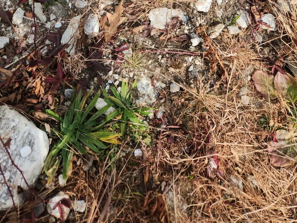 Local yard maintenance experts serving Waynesville, NC - Grace & Grit Dirtworks