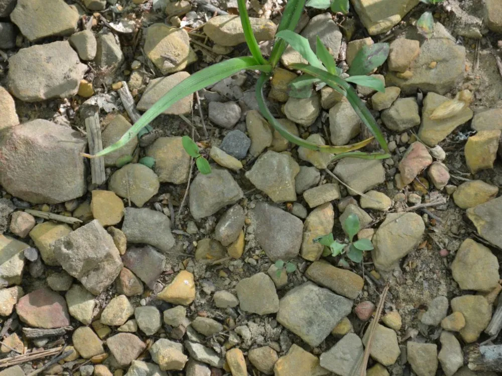 Affordable landscape design experts serving Waynesville, NC - Grace & Grit Dirtworks