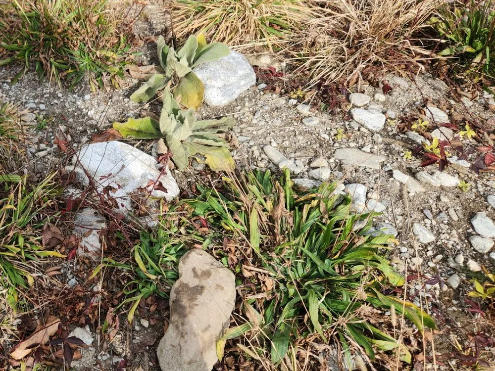 Top-rated landscape installation experts serving Waynesville, NC - Grace & Grit Dirtworks