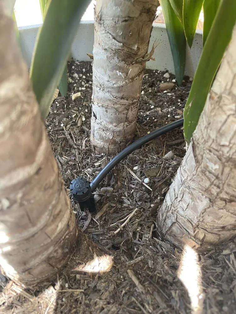 Top-rated lawn mowing service with custom design in Austin, TX by Grace Irrigation & Landscape