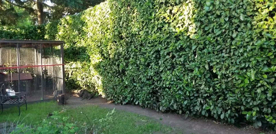 Local landscaping services for year-round maintenance across Fairview, OR - Grace Landscaping