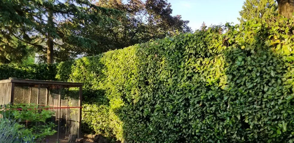 Local yard cleanup service for homes across Fairview, OR - Grace Landscaping