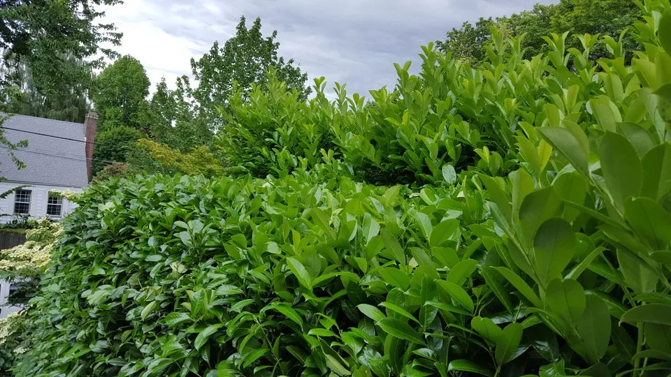 Custom yard maintenance for residential properties across Fairview, OR - Grace Landscaping