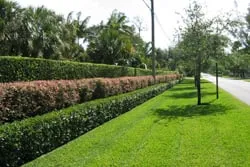 Expert lawn mowing service for outdoor upgrades in Jacksonville, FL by Grace Lawn Service