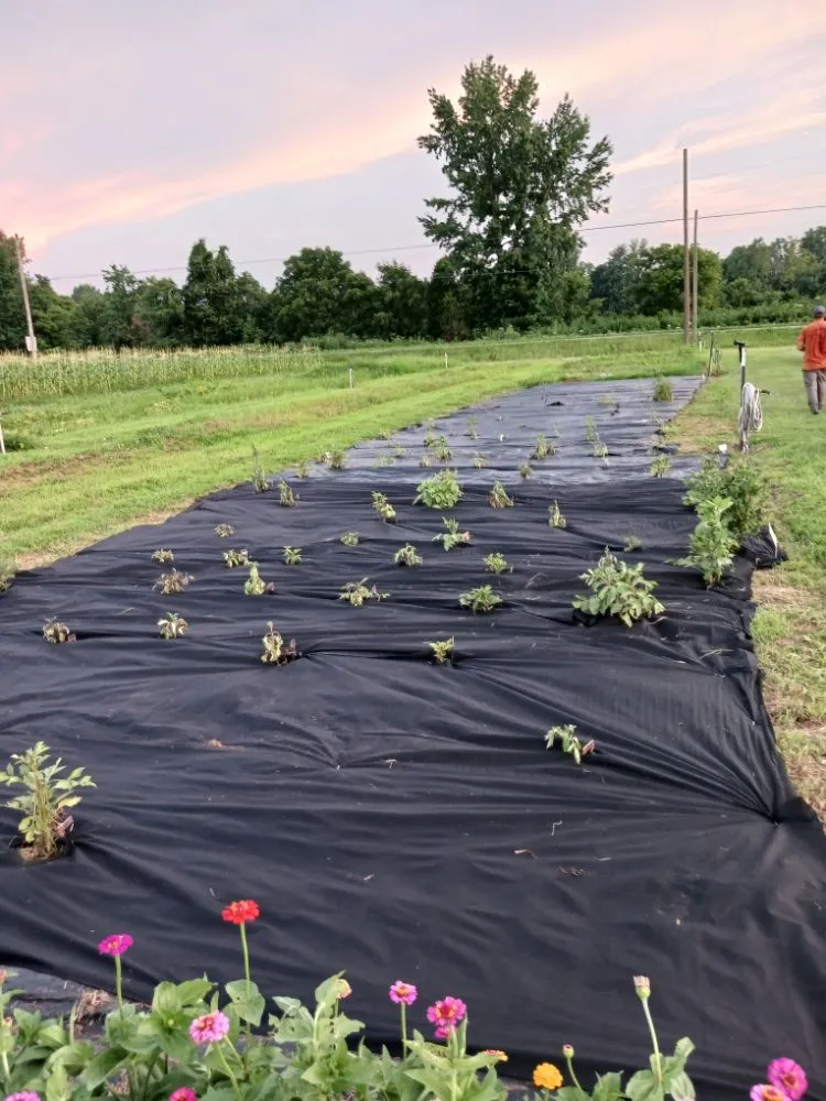 Top-rated yard maintenance in Madisonville, KY - Gracefull Grinds