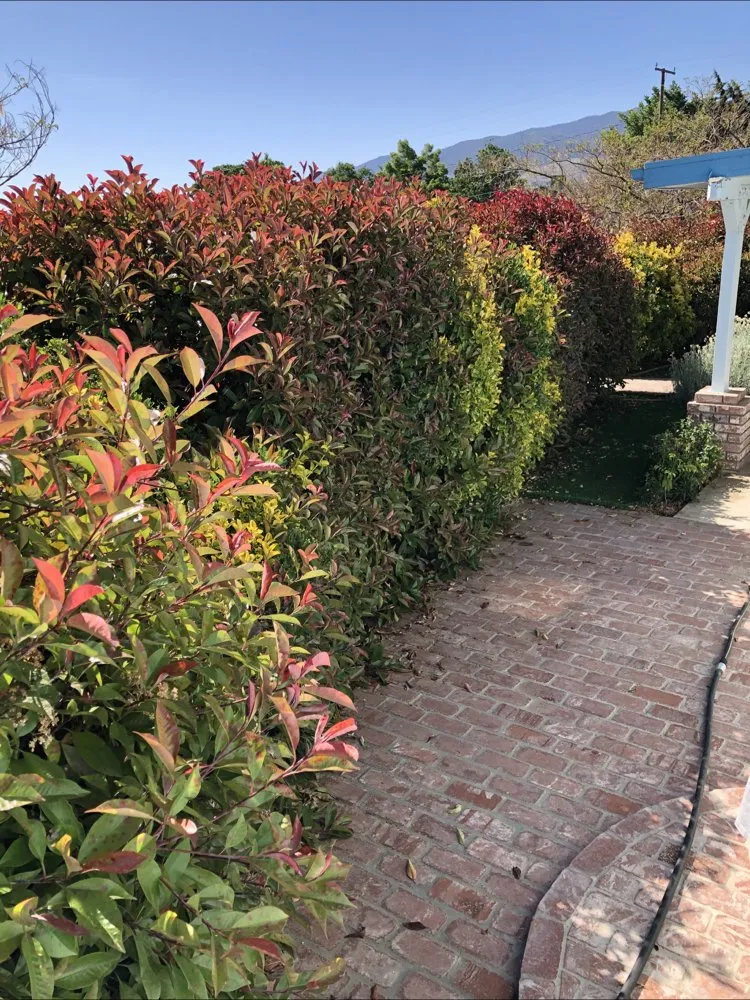 Affordable lawn care service experts serving Tehachapi, CA - Graciano Gardening