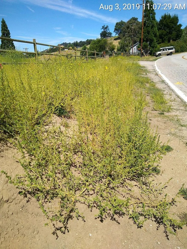 Local lawn mowing service experts serving Tehachapi, CA - Graciano Gardening