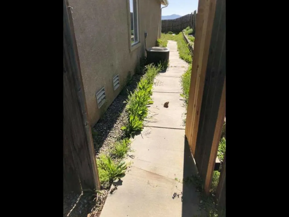 Affordable yard cleanup service in Tehachapi, CA by Graciano Gardening