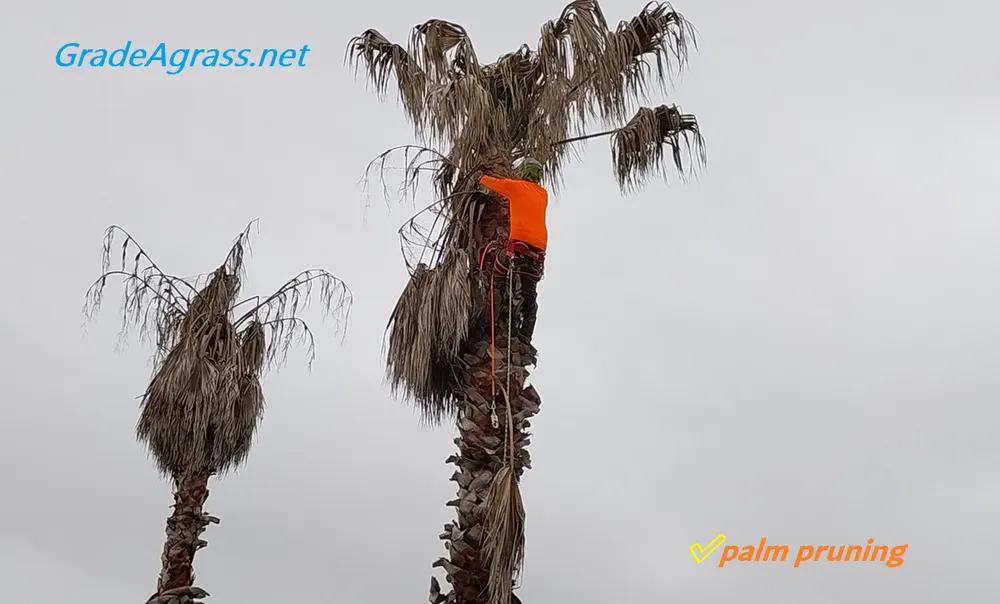 Local outdoor landscaping for outdoor upgrades in Katy, TX by Grade A Grass Lawn Care