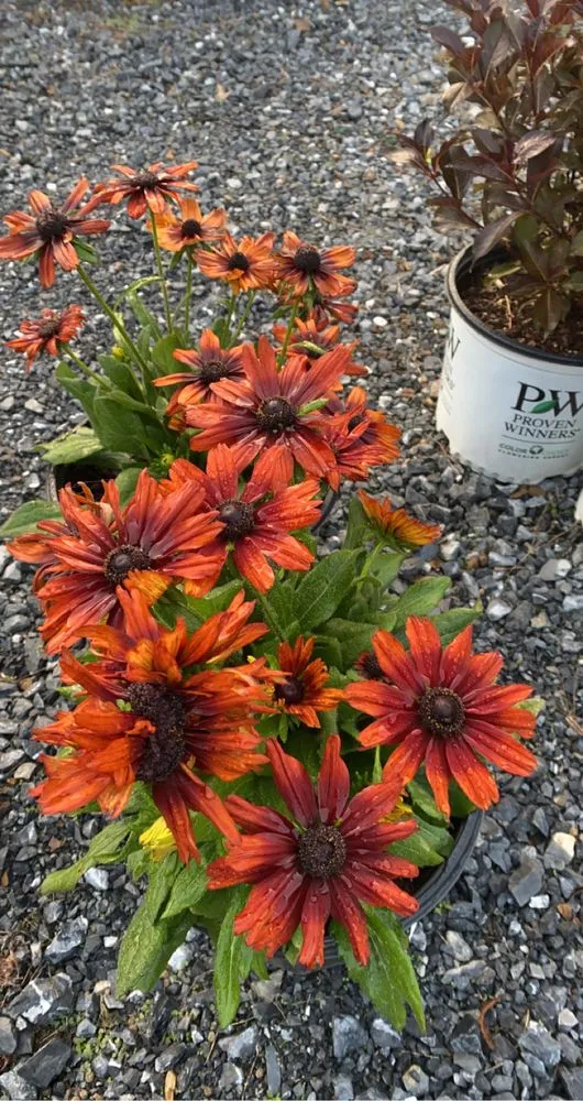 Expert garden landscaping for beautiful yards across Harrisburg, PA - Graehling's Lawn and Landscape