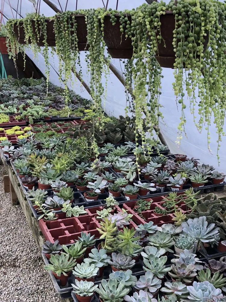 Affordable outdoor landscaping in Akron, OH - Graf's Garden Shop, Landscape & Farm Market