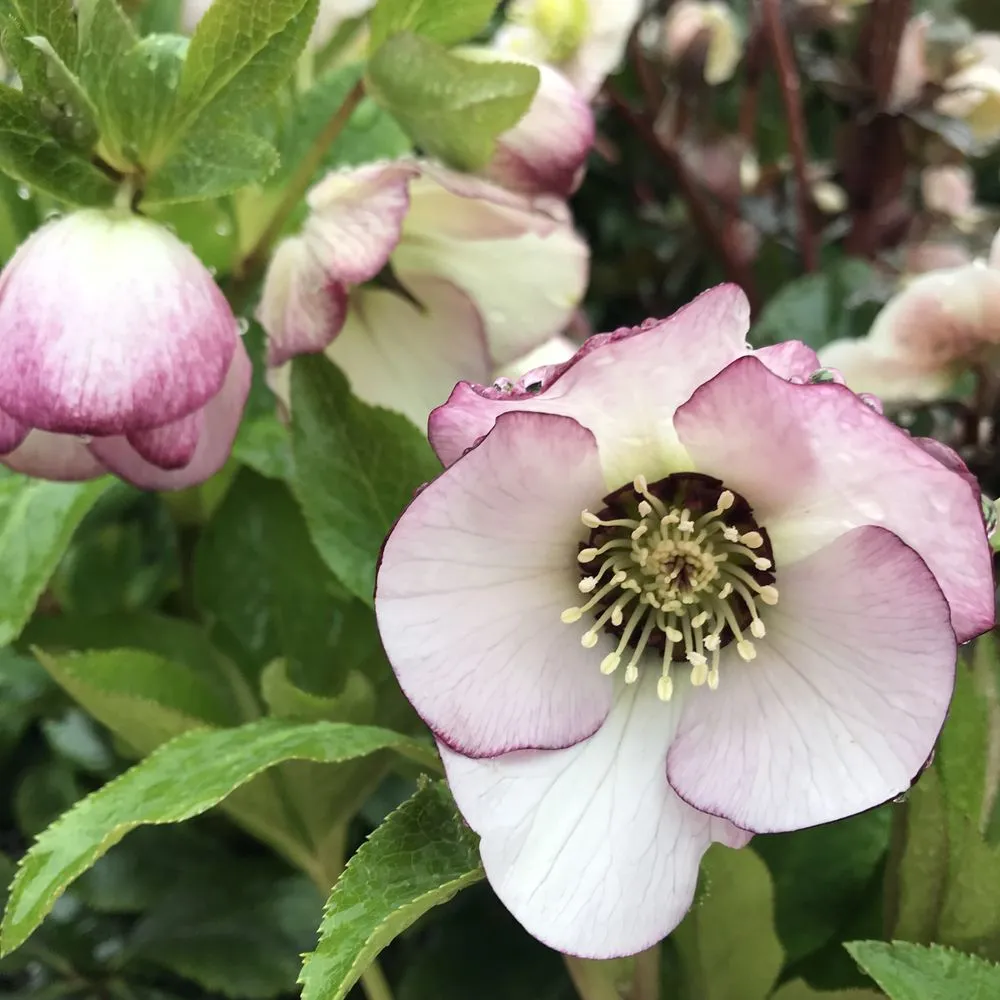 Local yard cleanup service experts serving Akron, OH - Graf's Garden Shop, Landscape & Farm Market