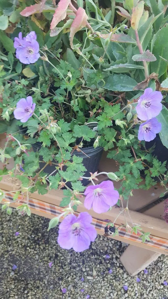 Local landscaping services in Akron, OH by Graf's Garden Shop, Landscape & Farm Market